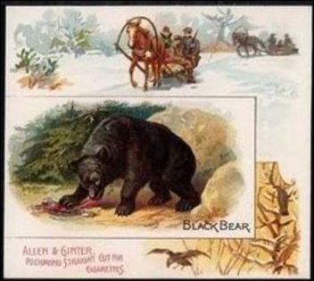 6 Black Bear